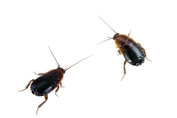 Фото как выглядят черные тараканы